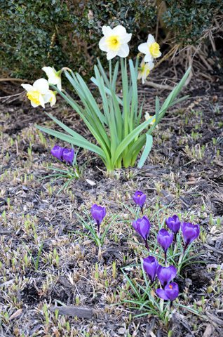 dafodils and crocus blooming