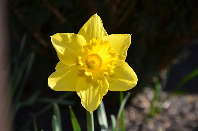 a yellow daffodil