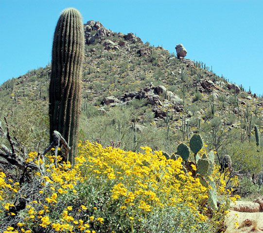 cacti and flowers in front of a hill