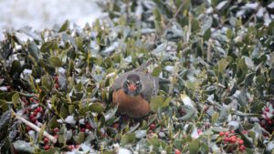 a bird in a bush covered in frost
